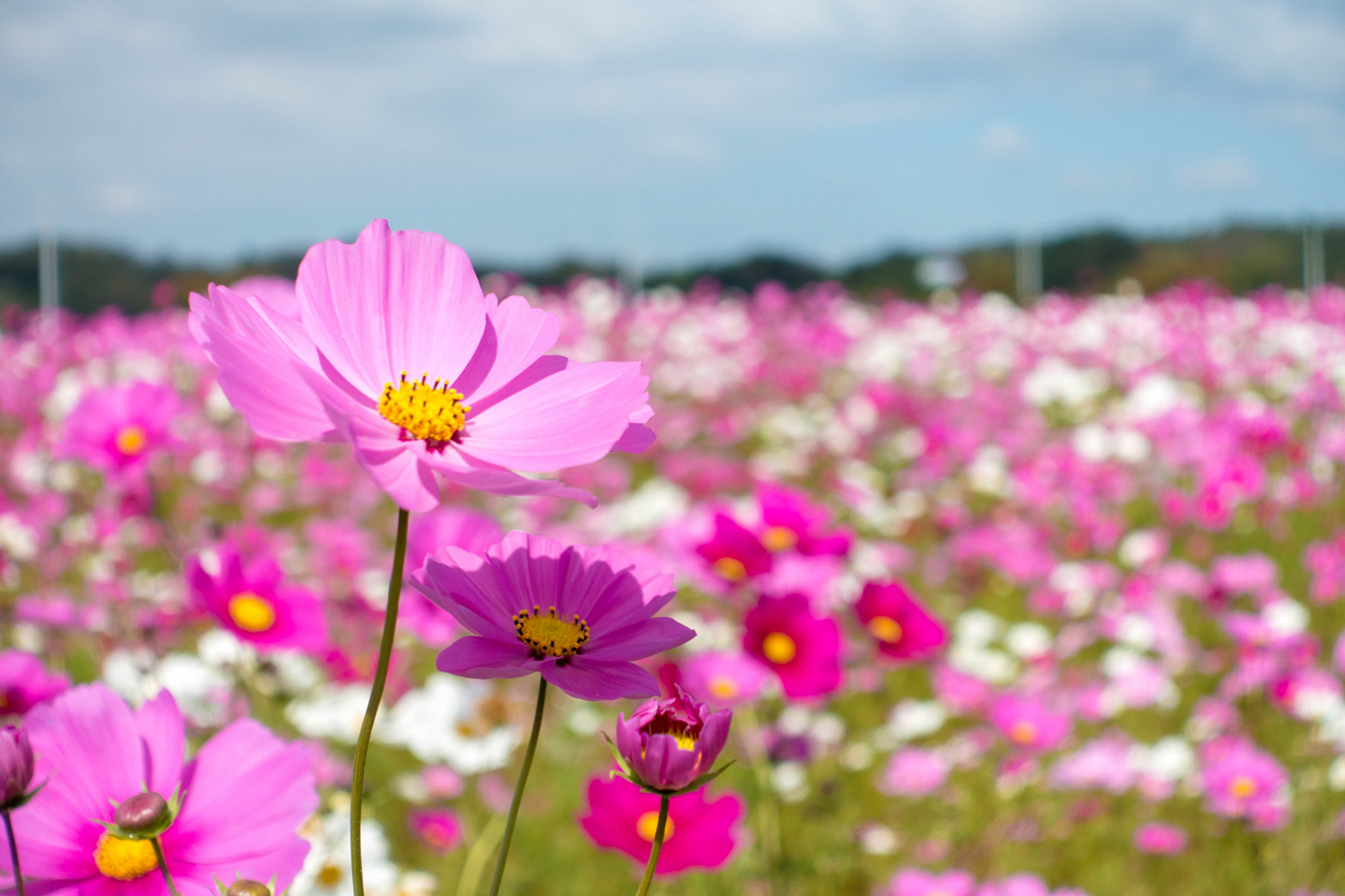 佃喜翔『コスモス』 佃喜翔『コスモス』 佃喜翔『コスモス』 絵画